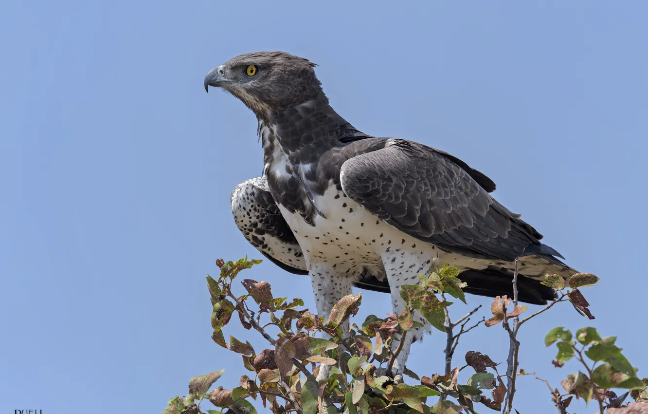 Photo wallpaper the sky, trees, nature, bird, DUELL ©