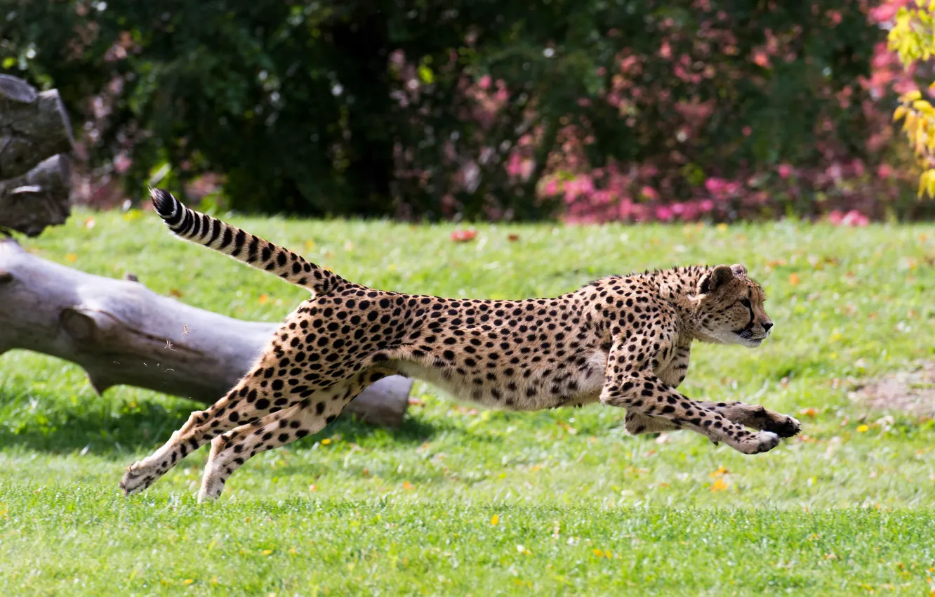 Photo wallpaper nature, jump, running, Cheetah, racing