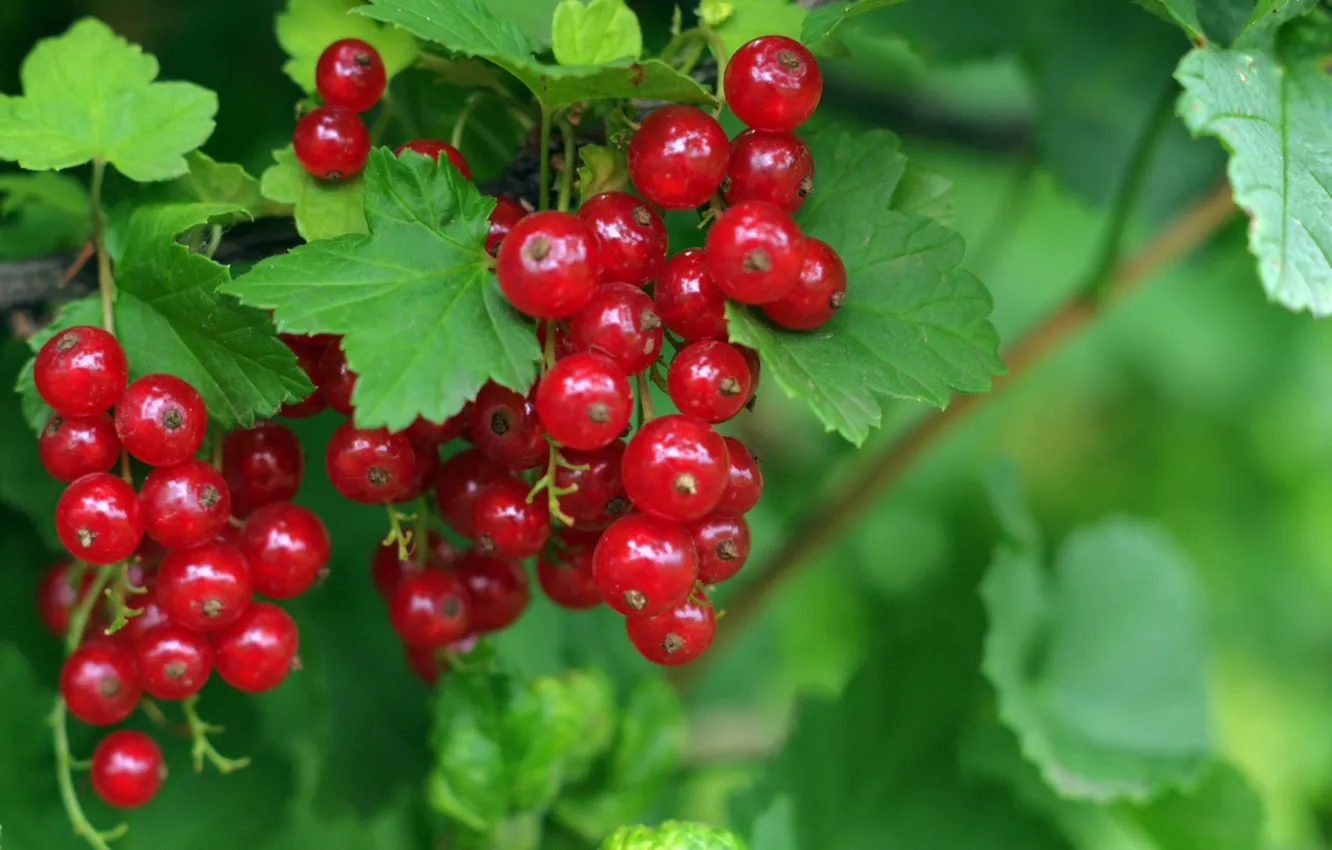 Photo wallpaper berries, Bush, red currant
