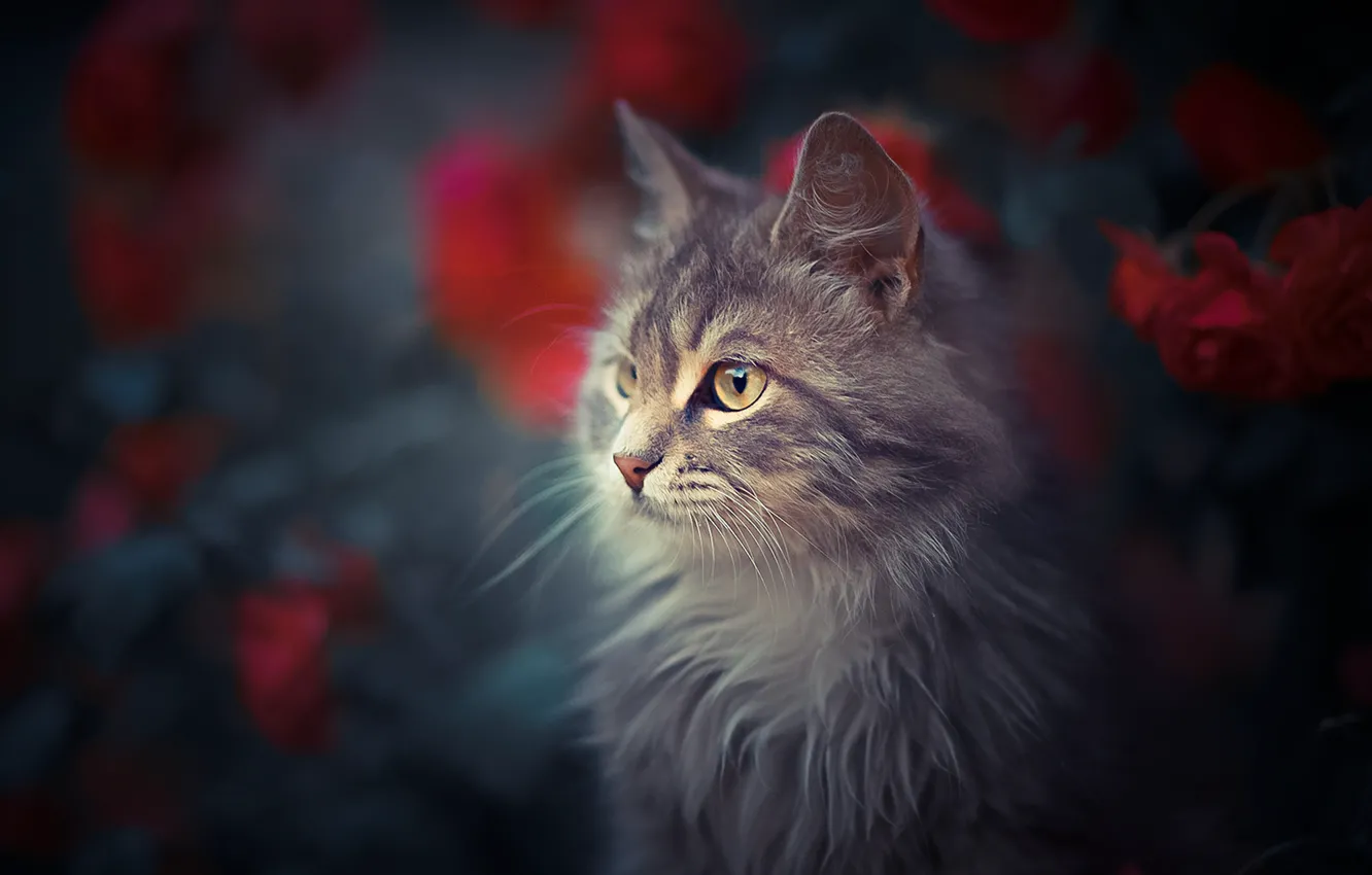 Photo wallpaper cat, cat, flowers, portrait, muzzle, bokeh, cat