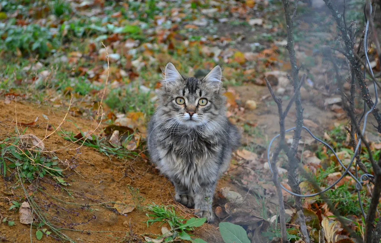 Photo wallpaper autumn, cat, cat, grey, eagle, October, small, kitty