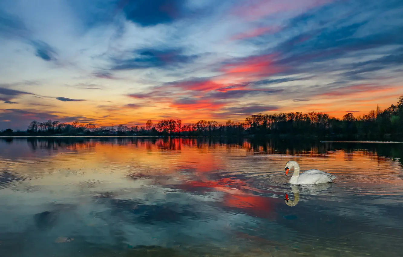 Photo wallpaper forest, white, the sky, clouds, sunset, lake, reflection, bird