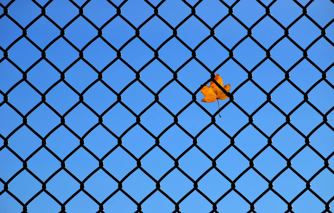 Photo wallpaper the sky, leaves, mesh