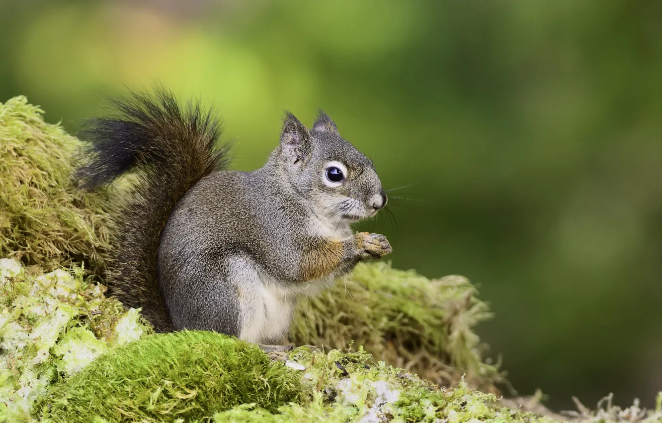 Photo wallpaper background, protein, Martin Dollenkamp