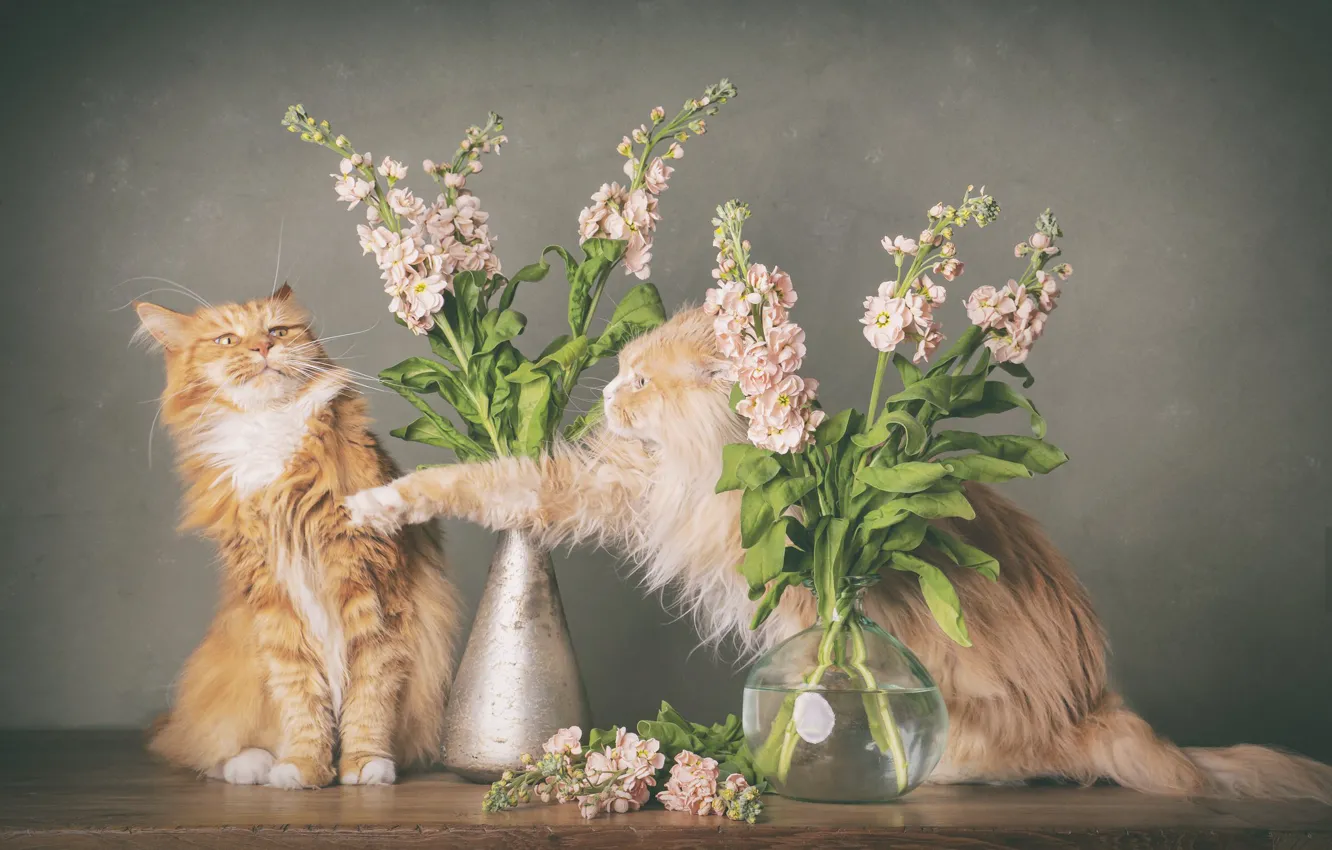 Photo wallpaper flowers, fight, Boxing, Maine Coon, gillyflower