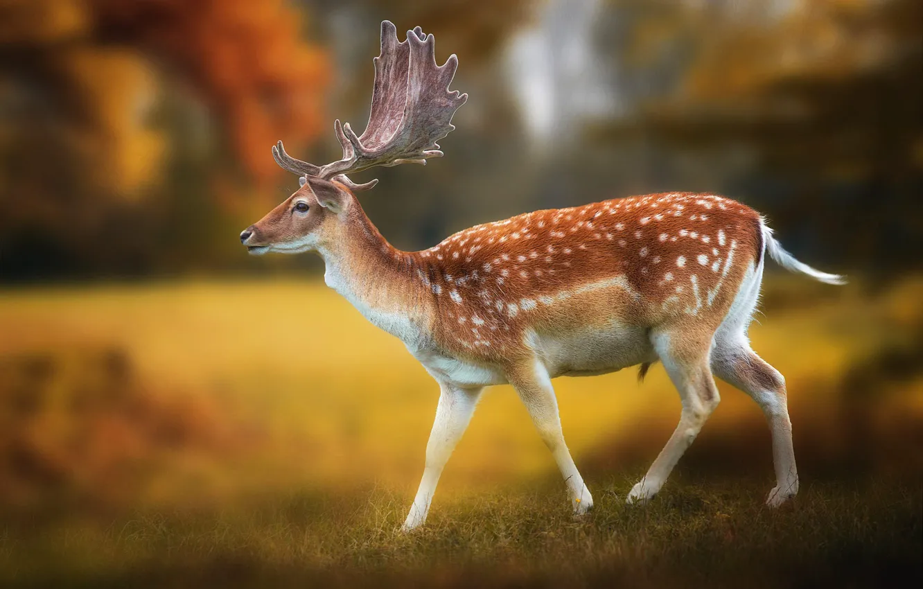 Photo wallpaper autumn, grass, nature, deer, horns, walk, young, blurred background