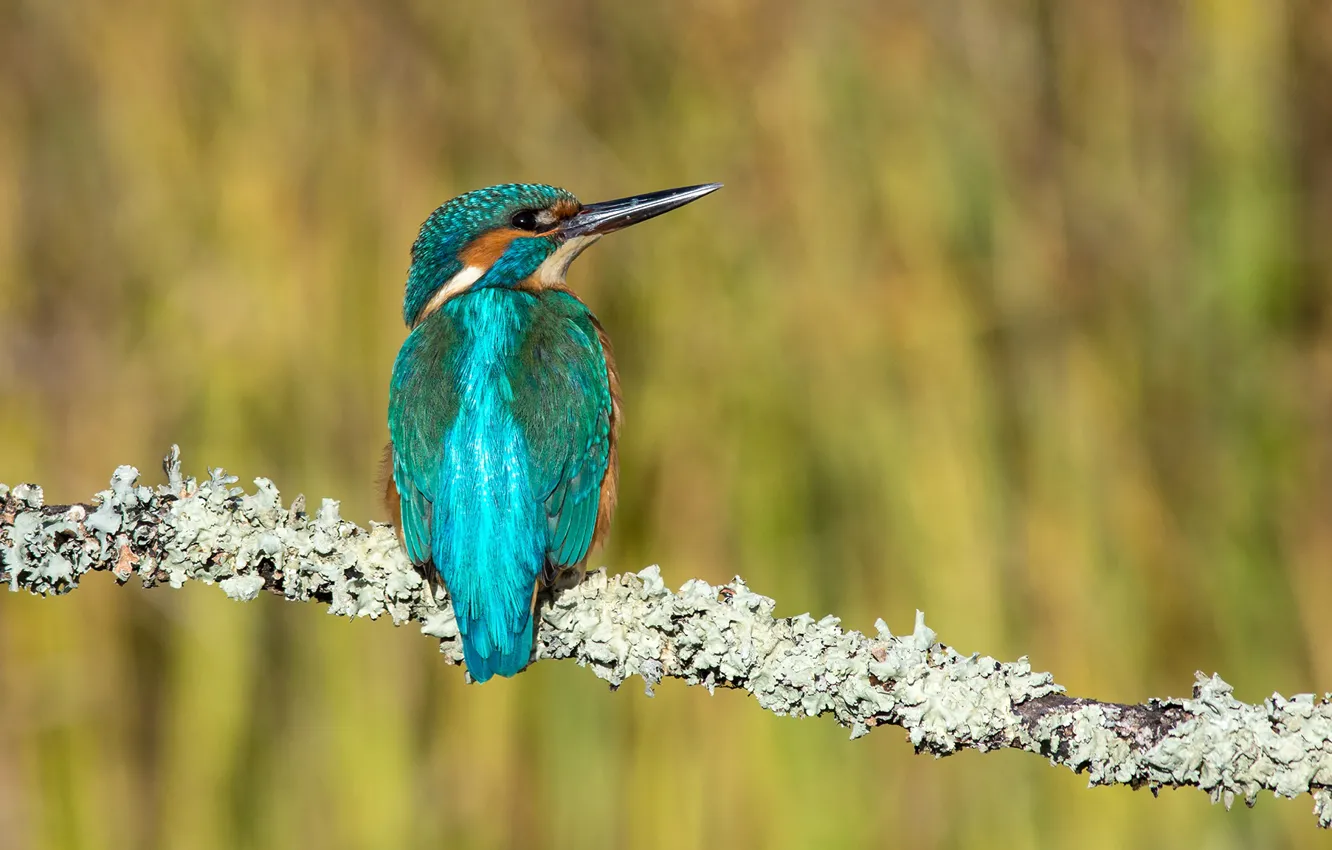 Photo wallpaper greens, the sun, branches, nature, bird, bokeh, Kingfisher