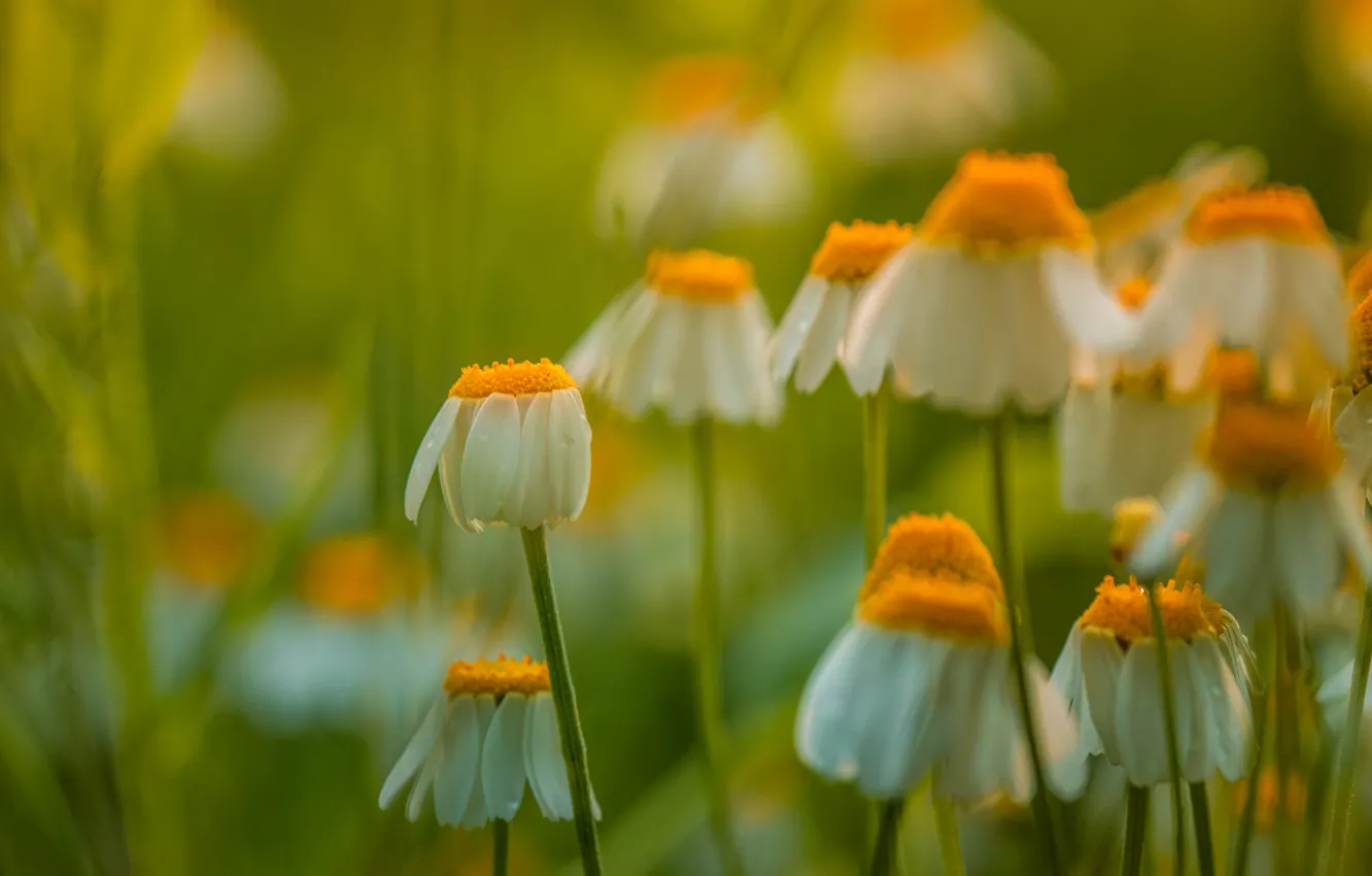 Photo wallpaper macro, chamomile, bokeh