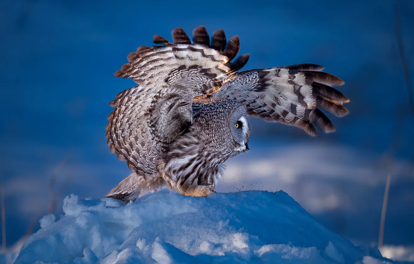 Photo wallpaper winter, snow, nature, pose, owl, bird, wings, feathers