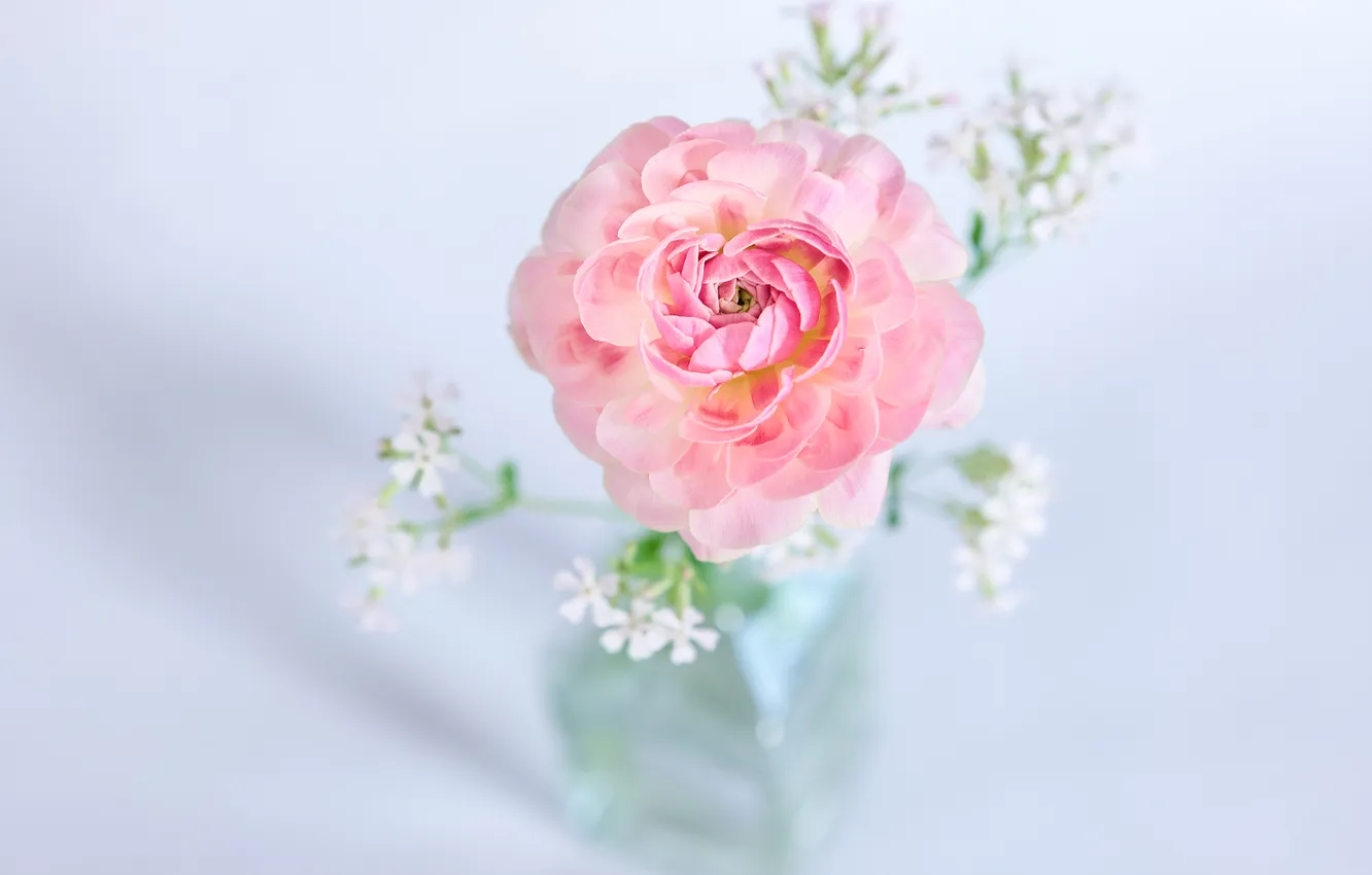 Photo wallpaper flowers, tenderness, bouquet, pink, still life, light background, composition, Ranunculus