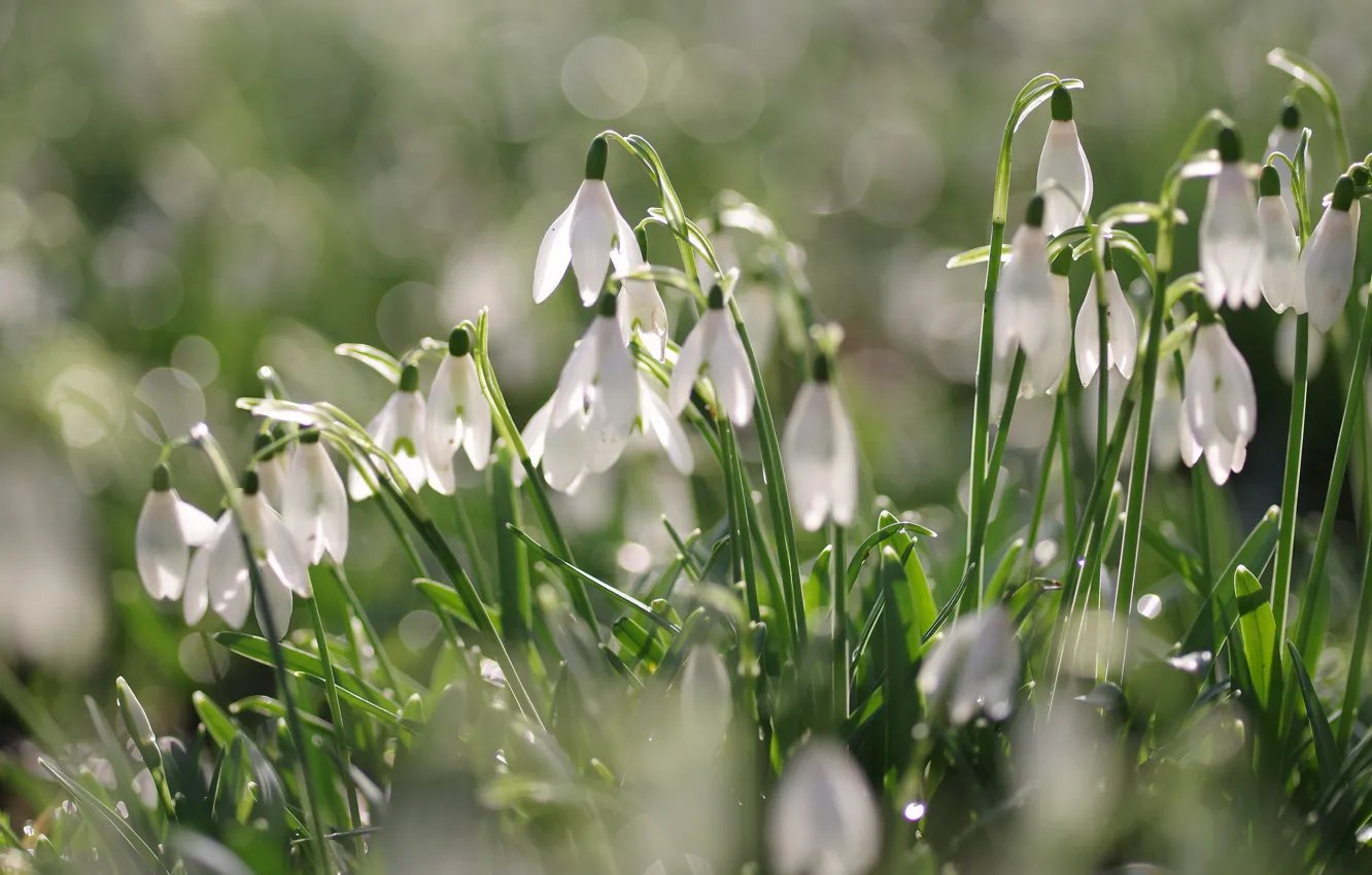 Photo wallpaper light, flowers, glade, blur, spring, snowdrops, white, bokeh