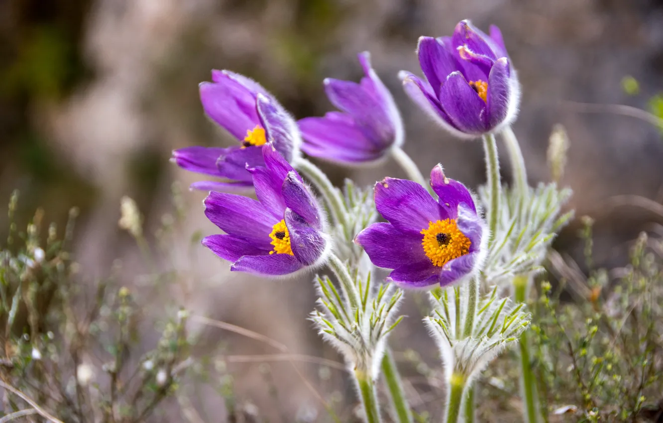 Photo wallpaper flowers, spring, lilac, cross