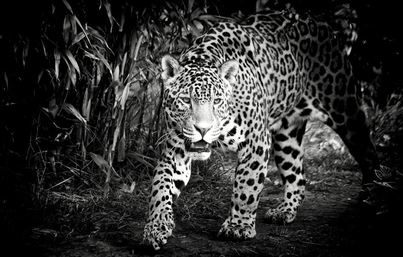 Photo wallpaper face, predator, Jaguar, black and white, wild cat