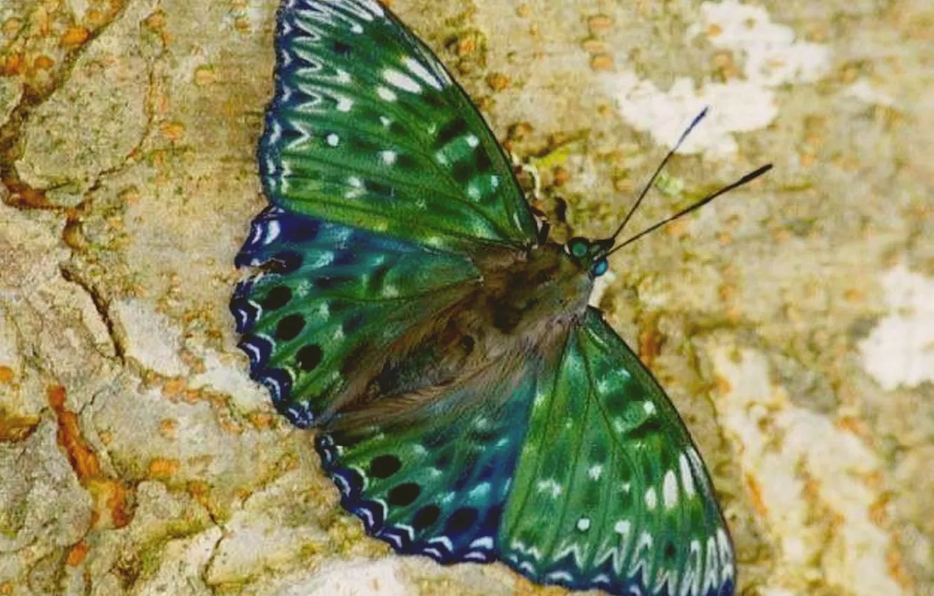 Photo wallpaper wings, insect, butterfly, bark, closeup, microsemi