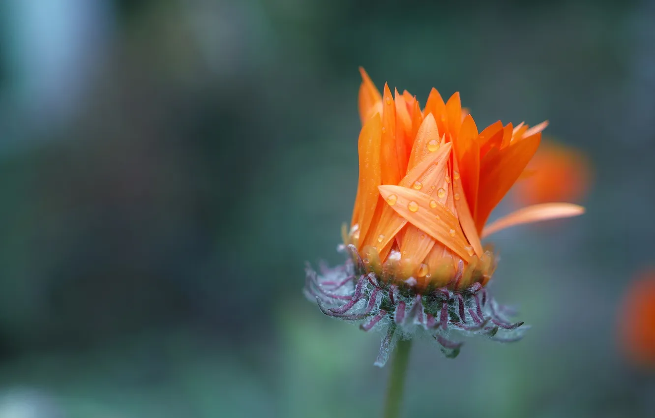 Photo wallpaper flowers, nature, background