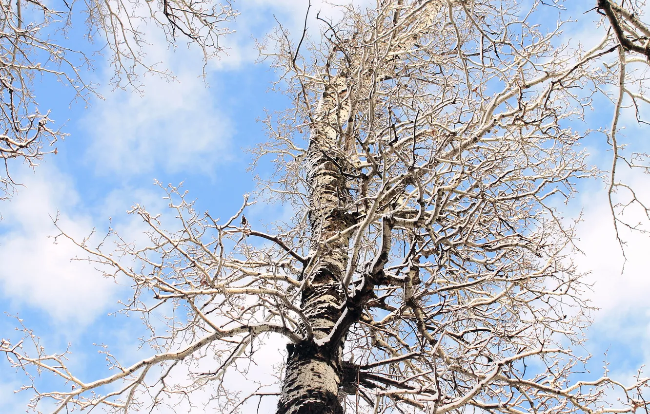 Photo wallpaper winter, tree, birch