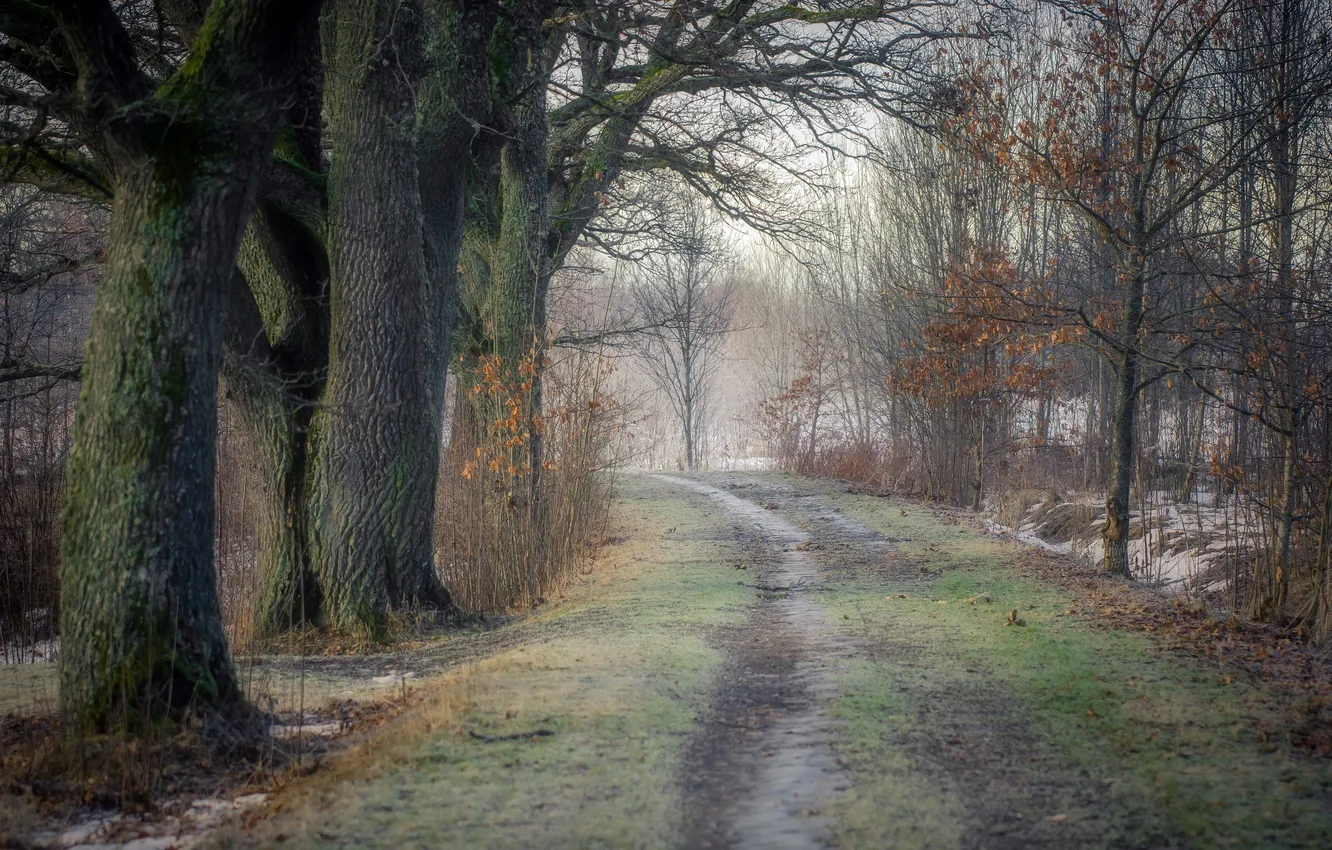 Photo wallpaper road, forest, nature