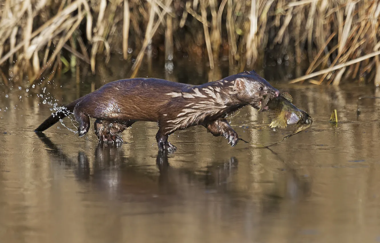 Photo wallpaper water, fish, catch, otter