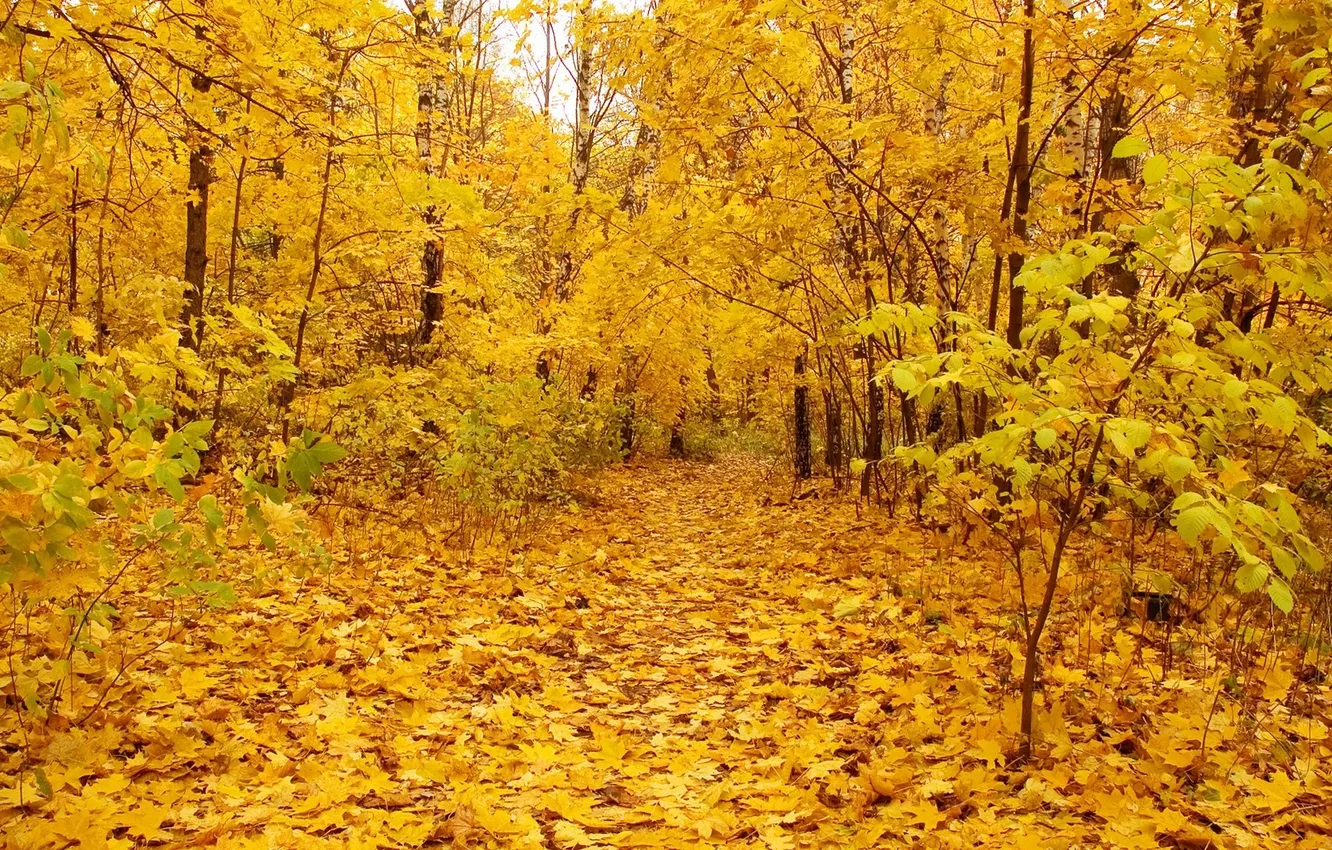 Photo wallpaper leaves, trees, nature, Golden autumn, gold autumn
