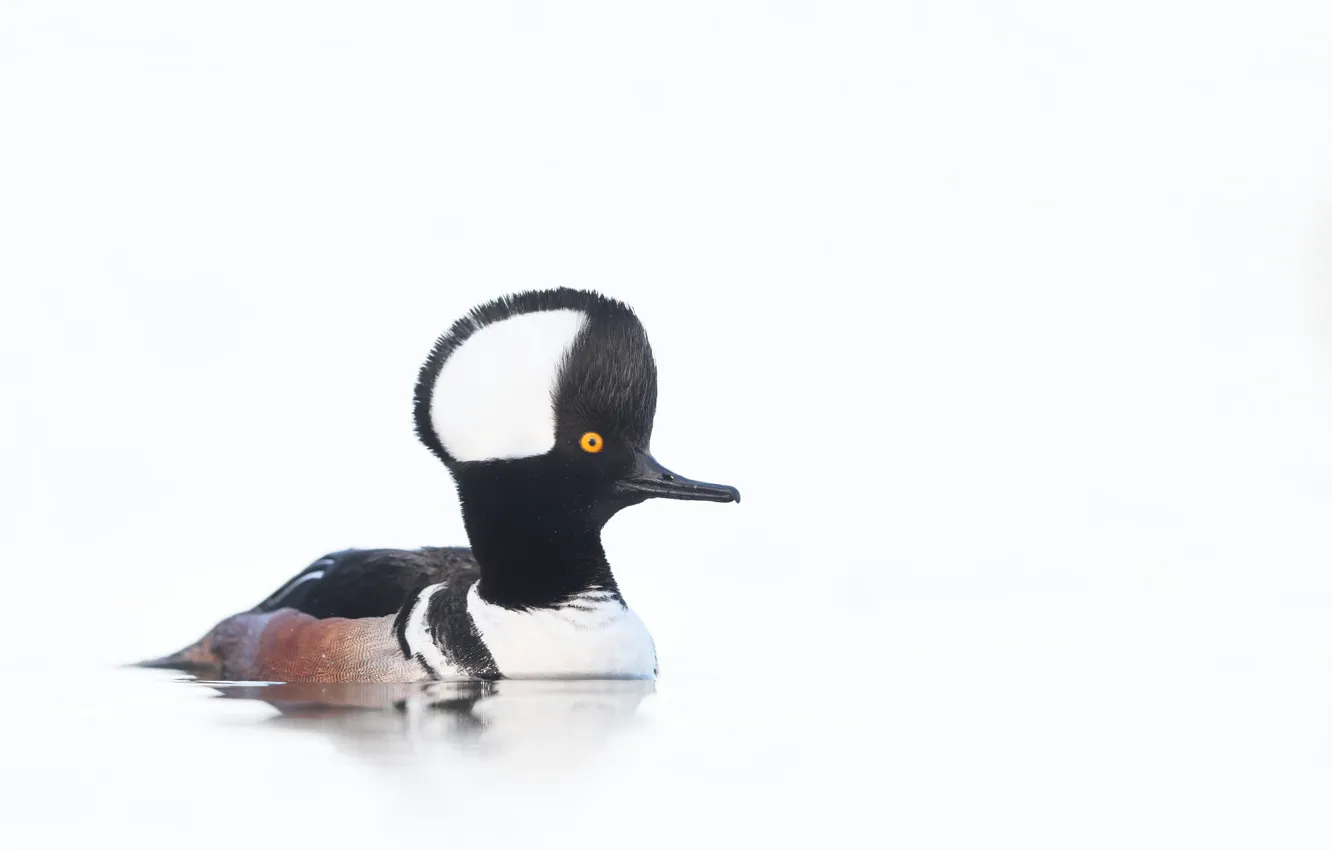 Photo wallpaper bird, white background, floats