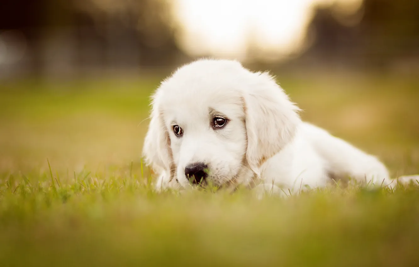 Photo wallpaper sadness, white, grass, look, glade, dog, puppy, lies