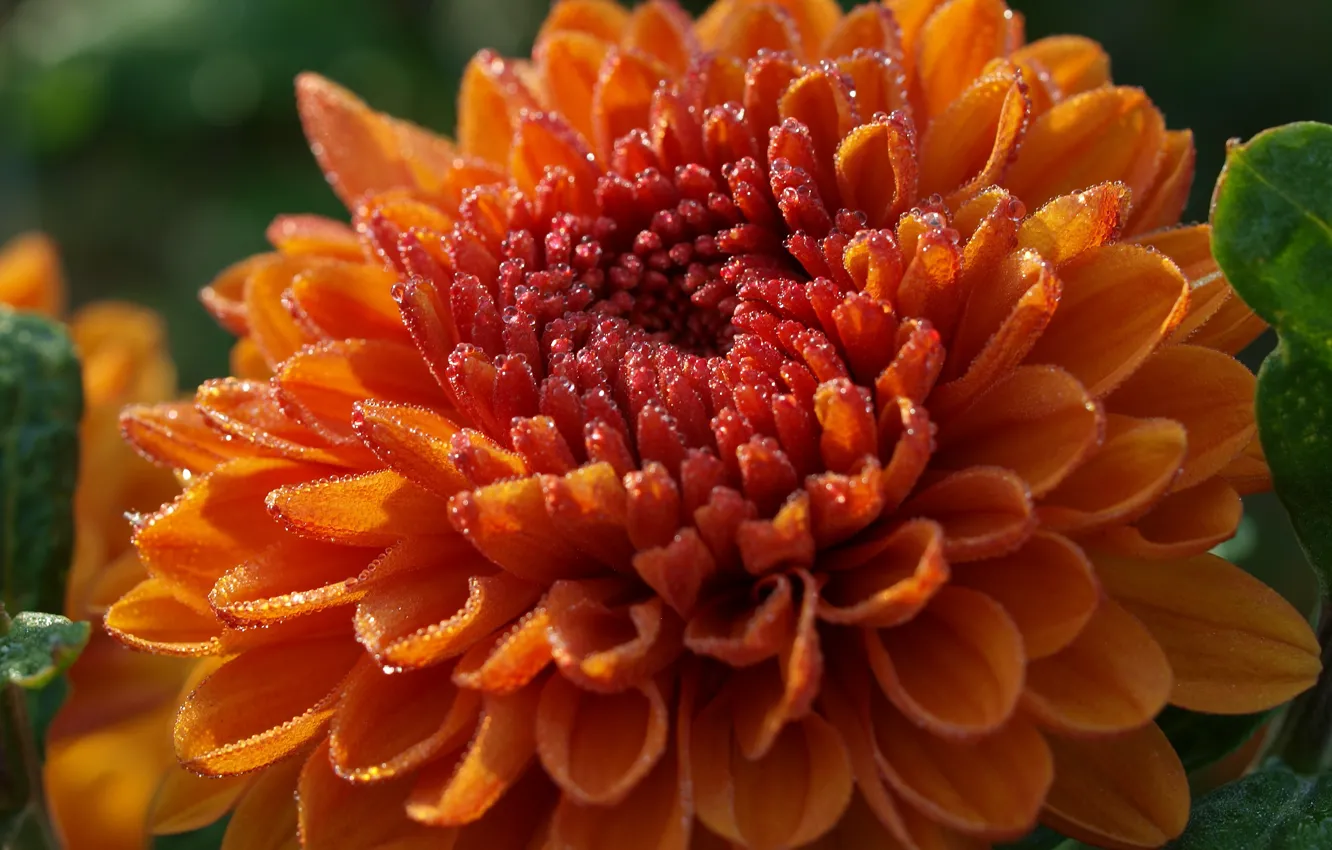 Photo wallpaper flower, drops, macro, Rosa, orange, Dahlia