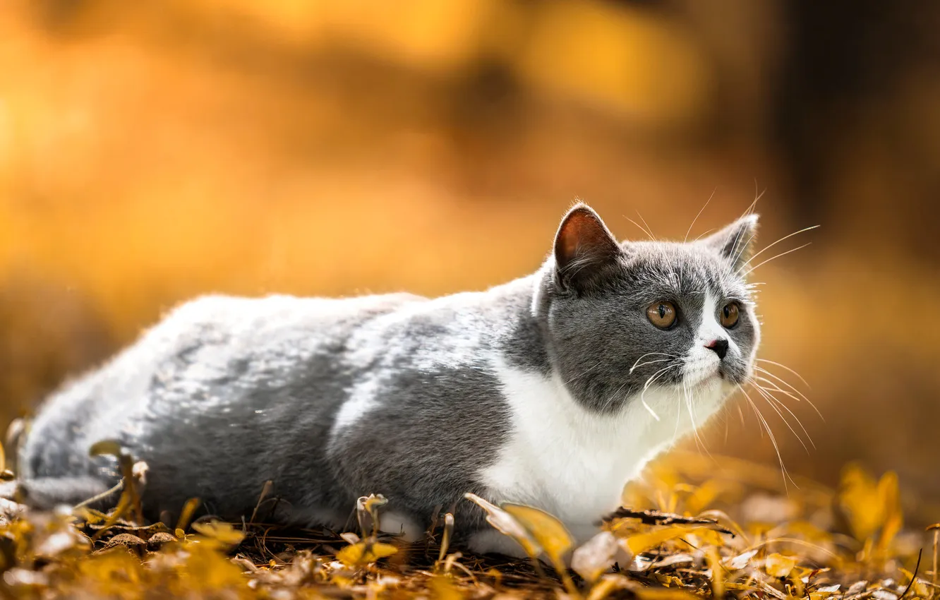 Photo wallpaper autumn, cat, cat, look, nature, pose, orange background, face