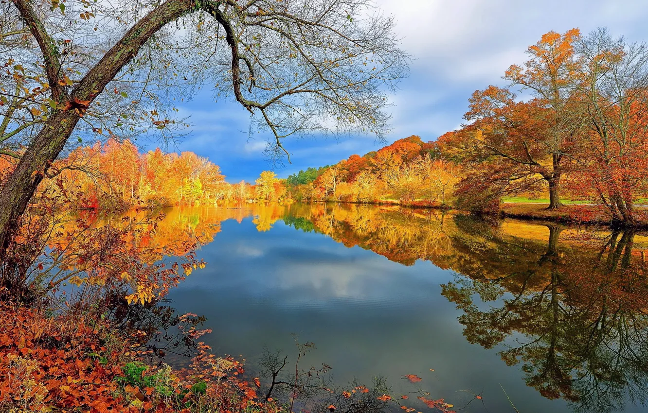 Photo wallpaper trees, autumn, lake