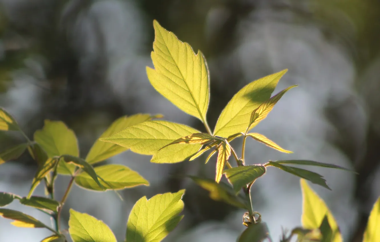 Photo wallpaper green, leaf, twig