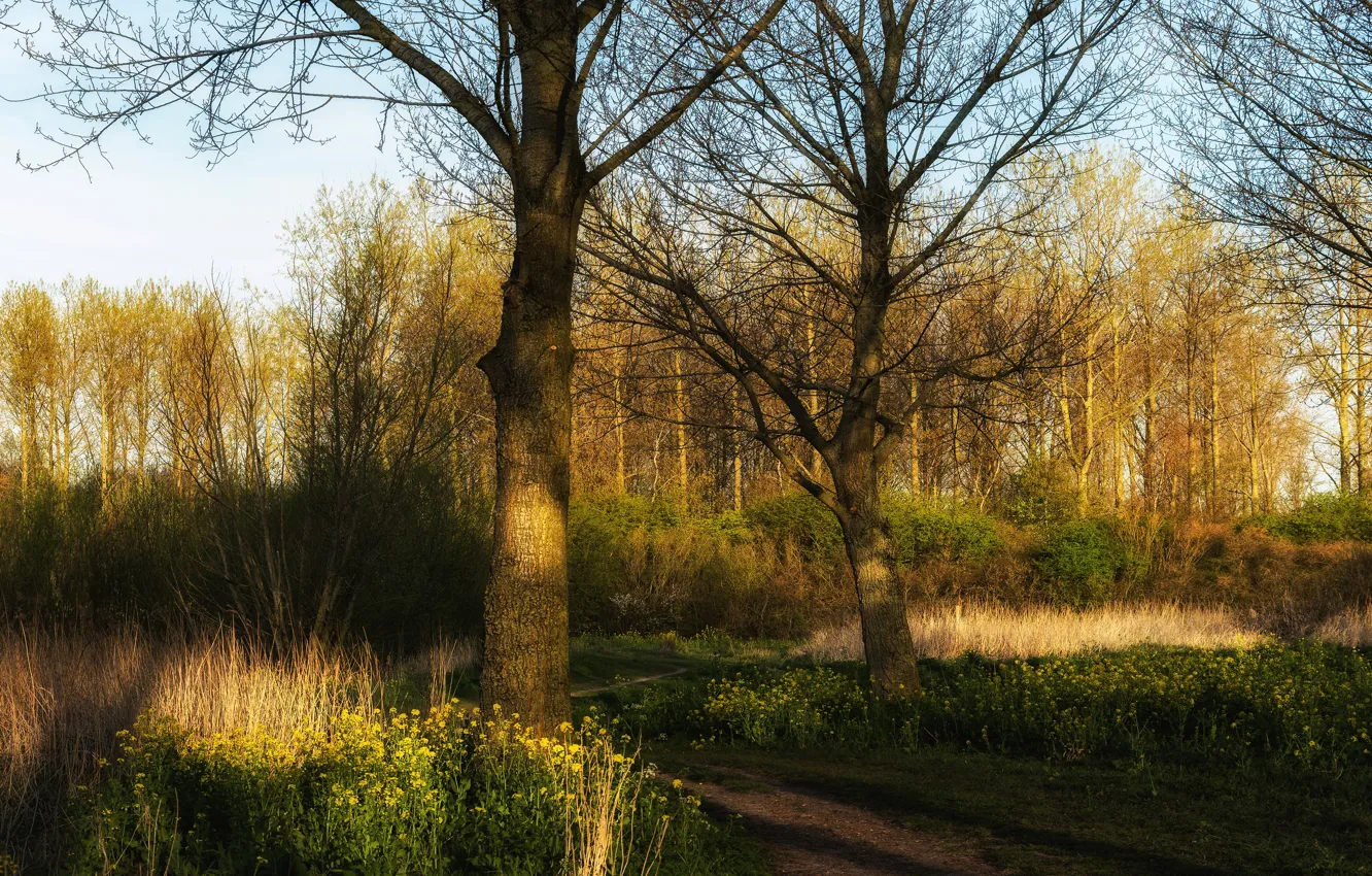 Photo wallpaper road, forest, trees, flowers, branches, Park, spring, the forest