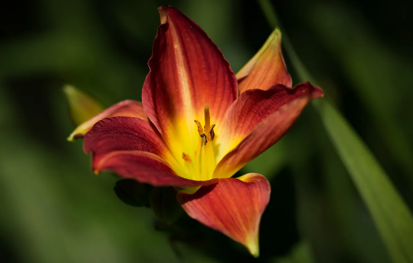 Photo wallpaper flower, macro, flowers, yellow, red, green, Lily