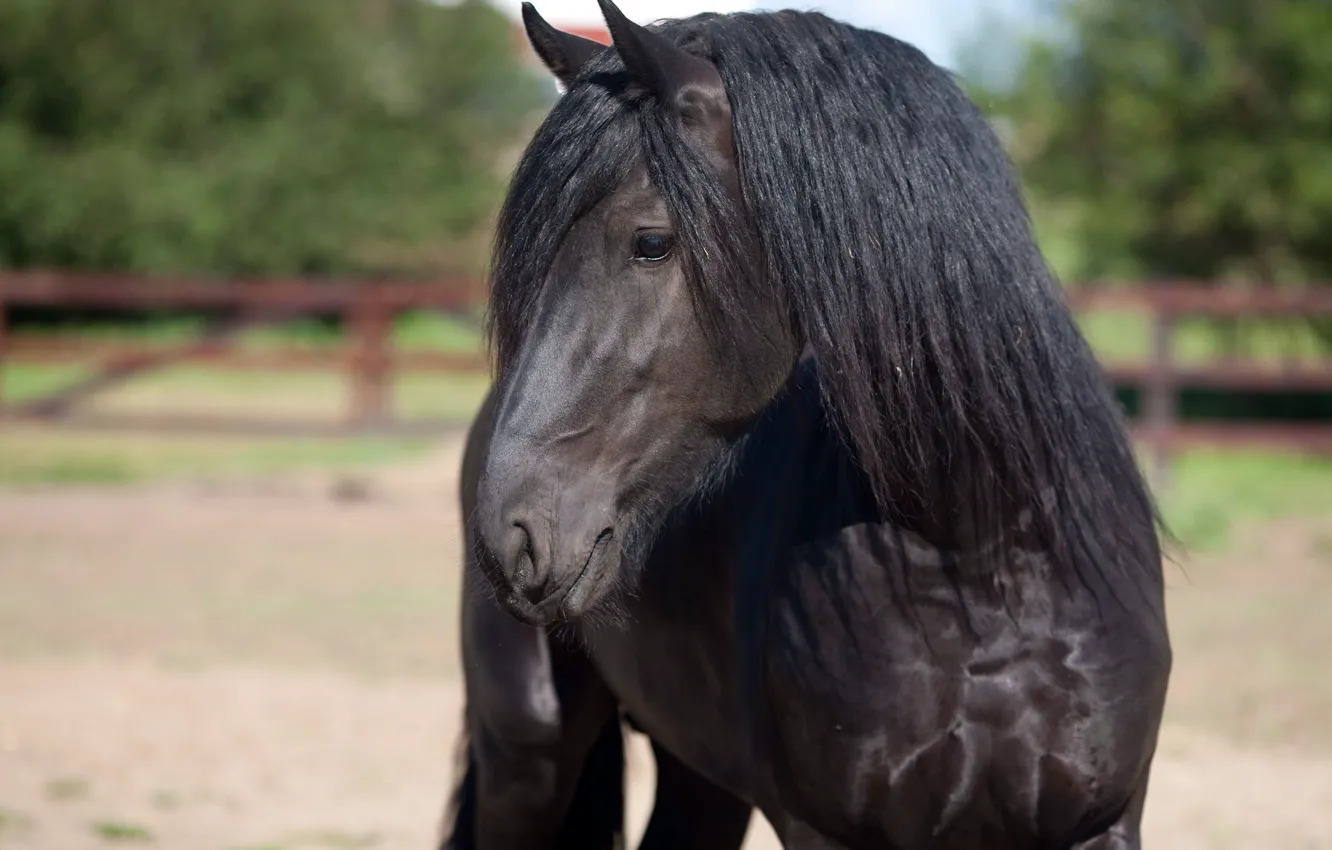 Photo wallpaper horse, horse, stallion, black, handsome, horse, crow, stallion