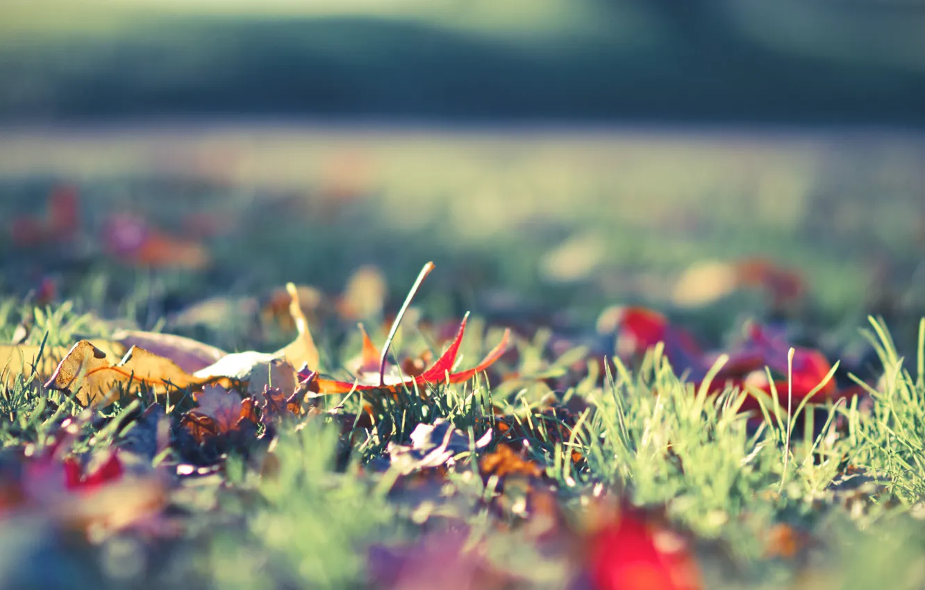 Photo wallpaper autumn, grass, macro, foliage