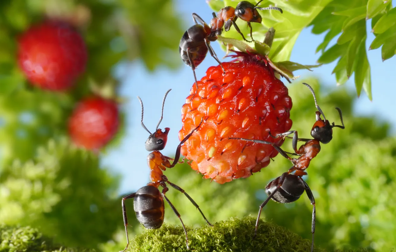 Photo wallpaper greens, summer, macro, insects, the situation, ants, strawberries, berry
