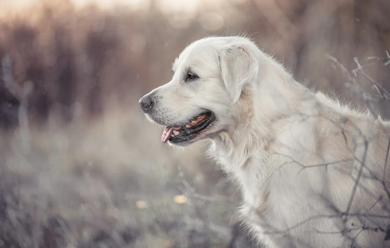 Photo wallpaper face, dog, blur, profile, Golden Retriever, Golden Retriever, Natalia Ponikarova
