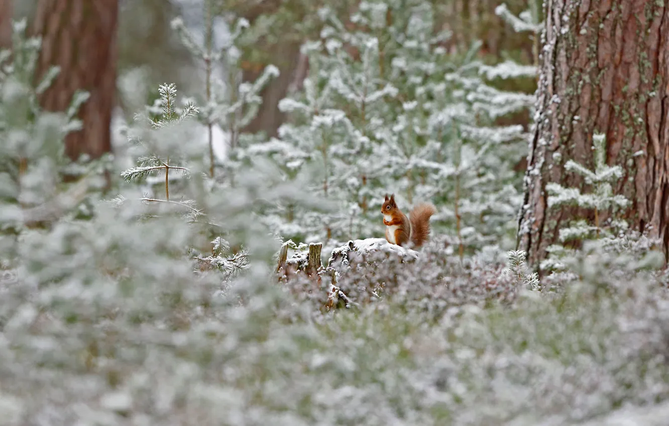 Photo wallpaper winter, frost, forest, snow, Scotland, red squirrel