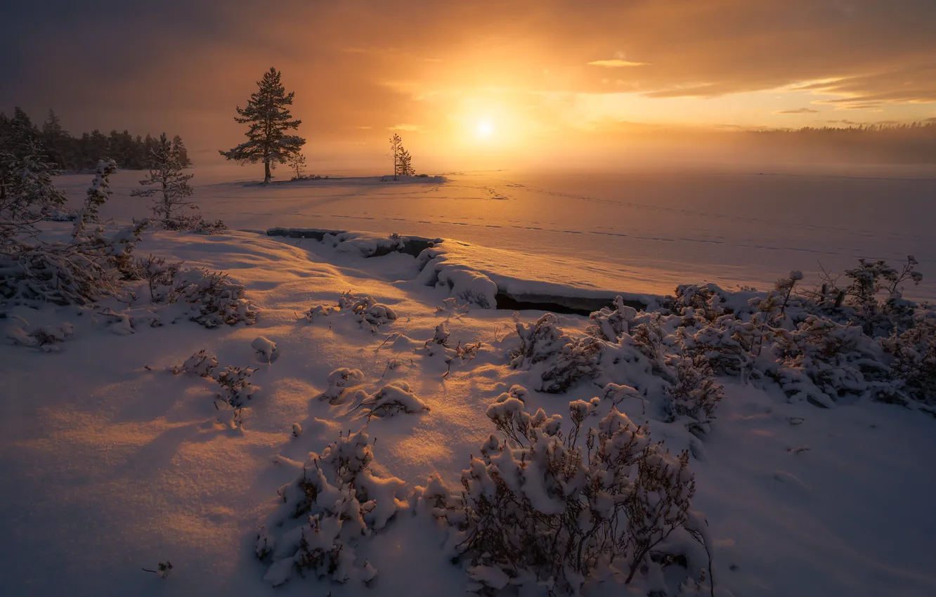Photo wallpaper winter, snow, trees, sunset, traces, Norway, the bushes, Norway