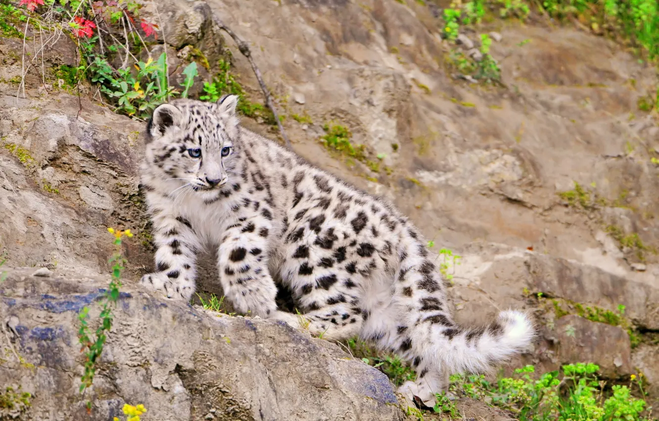 Photo wallpaper IRBIS, snow leopard, is, kitty, looks, scree