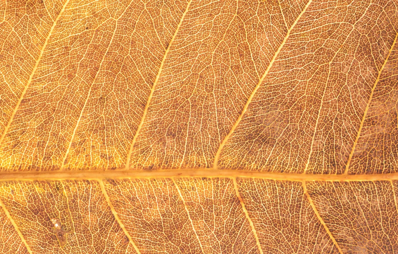 Photo wallpaper leaves, yellow, texture