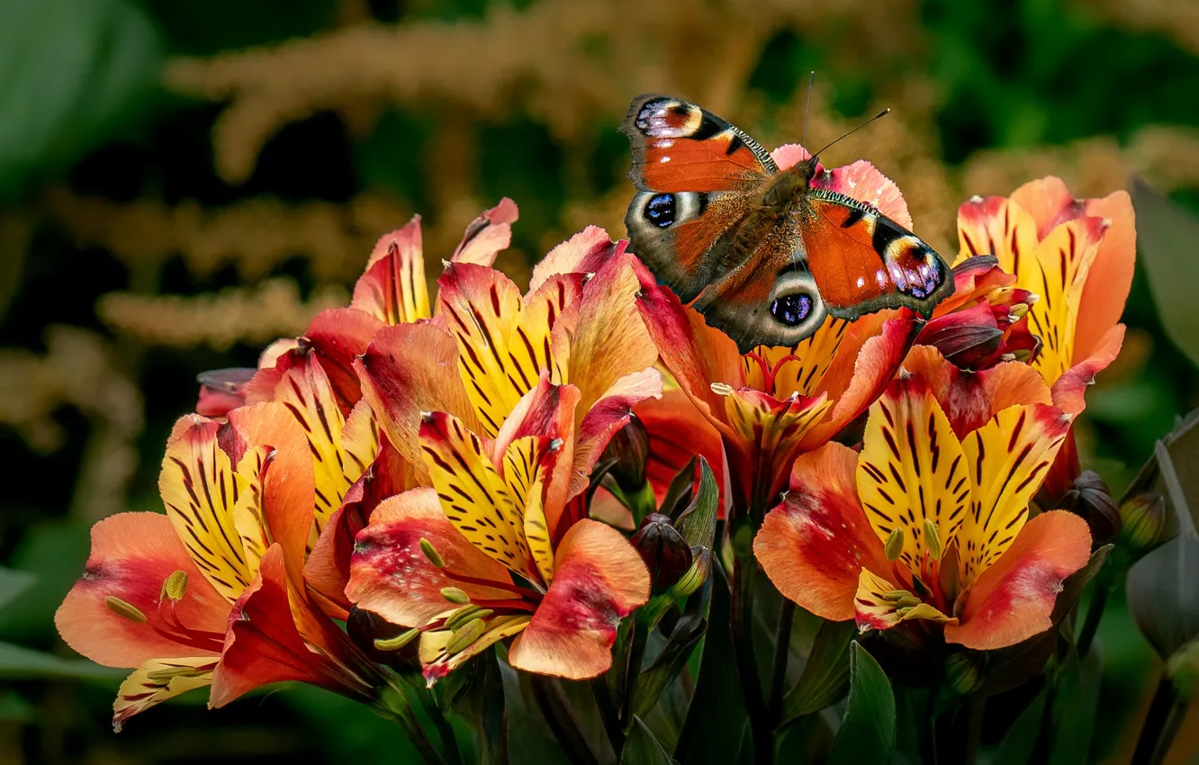 Photo wallpaper macro, flowers, orange, butterfly, bouquet, Alstroemeria, Emperor moth