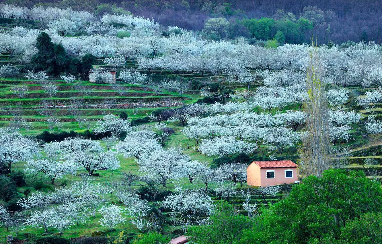 Photo wallpaper cherry, spring, Spain, flowering, Valle del jerte, cáceres