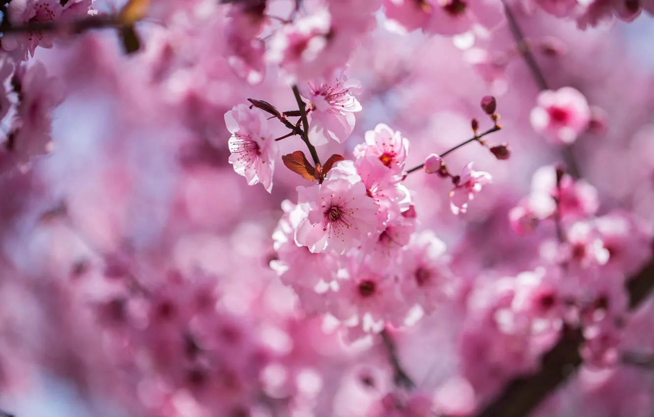 Photo wallpaper flowers, branches, nature, cherry, spring, Sakura, pink, flowers