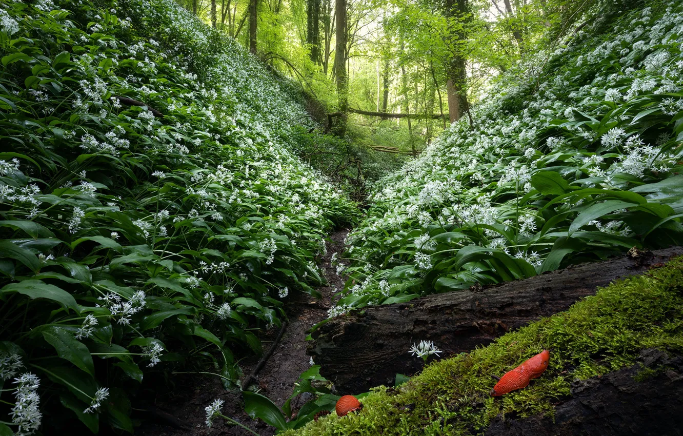 Photo wallpaper flowers, ramsons, greens, forest, thickets, moss, Slugs