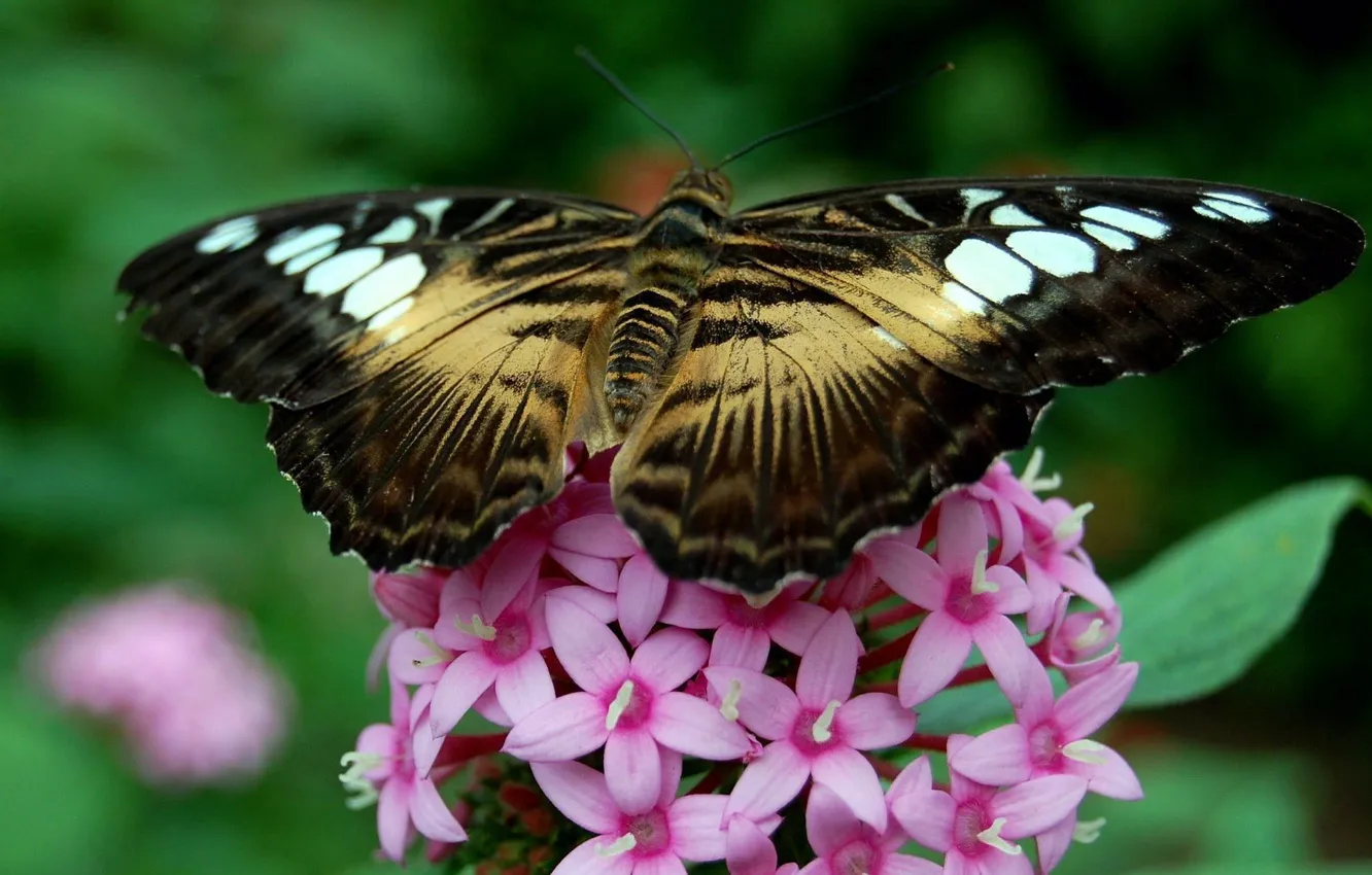 Photo wallpaper flowers, butterfly, insect, butterfly, flowers