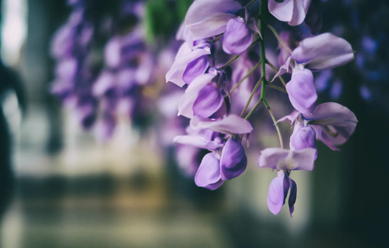 Photo wallpaper flowers, petals, lilac