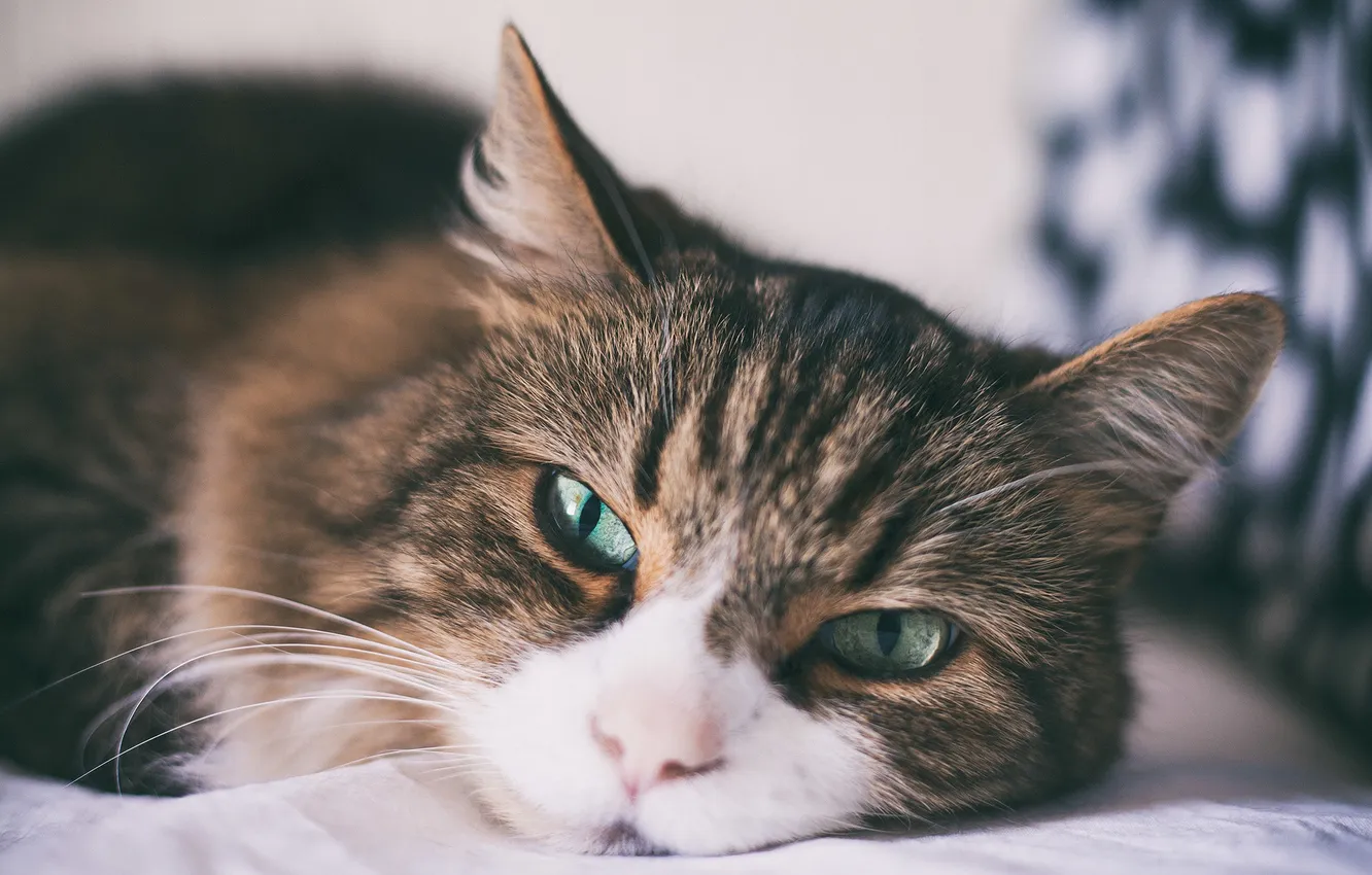 Photo wallpaper eyes, cat, wool