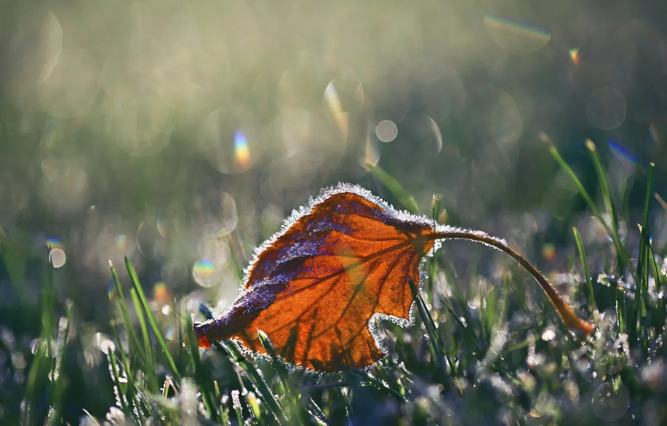 Photo wallpaper autumn, leaves, nature