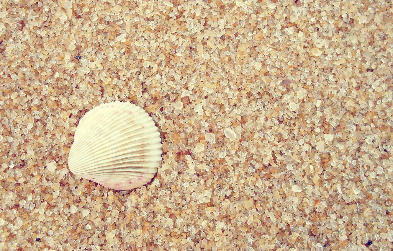 Photo wallpaper sand, macro, shell, macro, sand, 2560x1600, shell