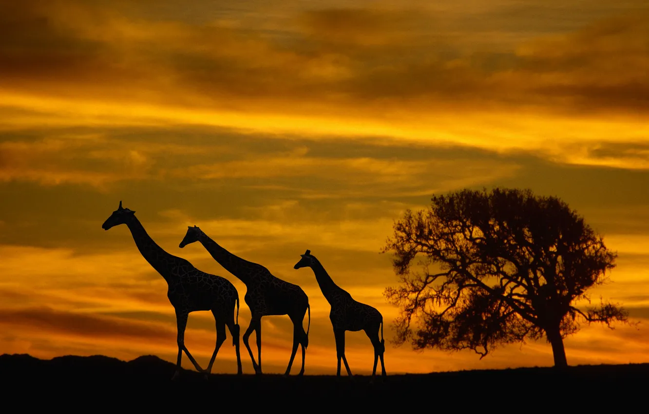 Photo wallpaper the sky, clouds, trees, shadow, horizon, silhouette, giraffe