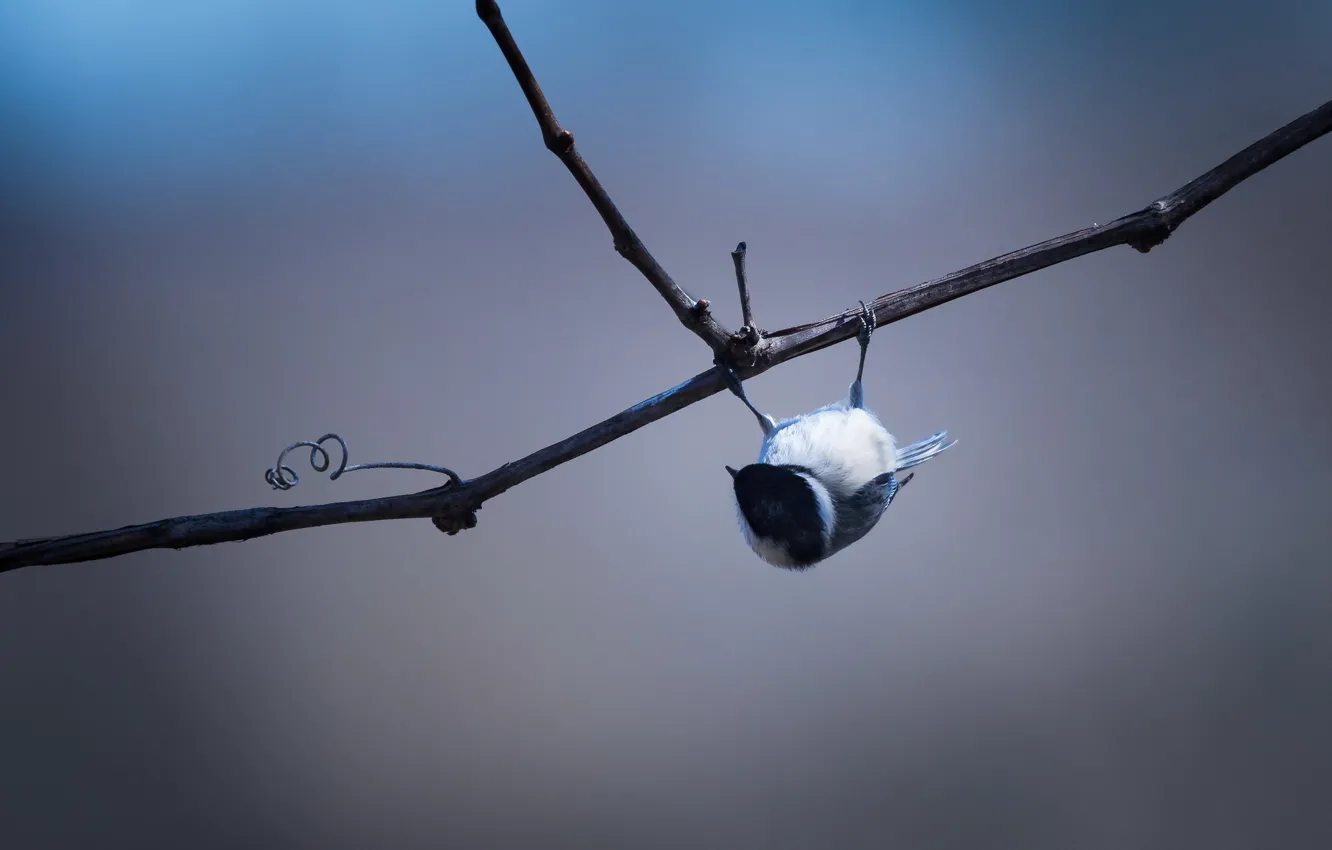 Photo wallpaper branches, bird, Black-capped Chickadee